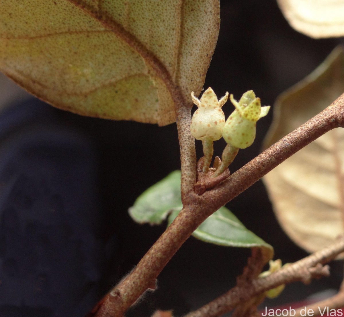 Elaeagnus latifolia L.